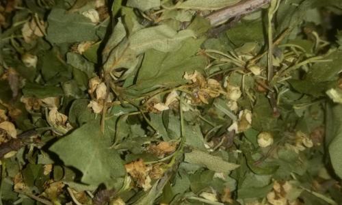 Galagonya virágos ágvég