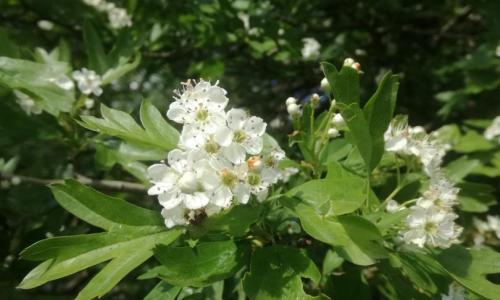 Galagonya virágos ágvég