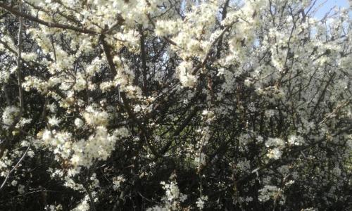 Virágzó kökénybokor