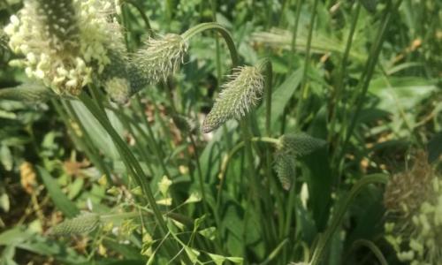 Keskenylevelű lándzsás utifű