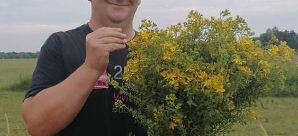 Orbáncfű csokor gyűjtés