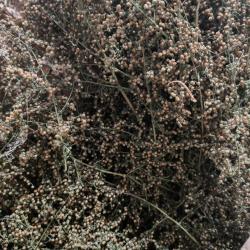 Egynyári üröm szárítmány