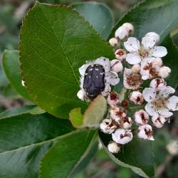 Fekete berkenye virág