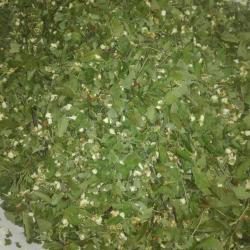 Galagonya virágos ágvég teafű