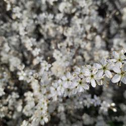 Virágzó kökénybokor