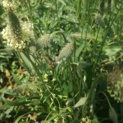 Keskenylevelű lándzsás utifű