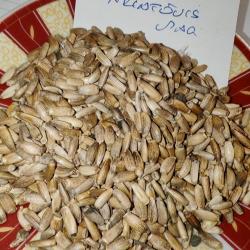 Máriatövis mag -termés